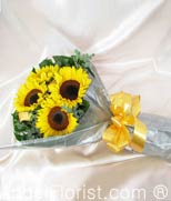 Sunflower  Glory